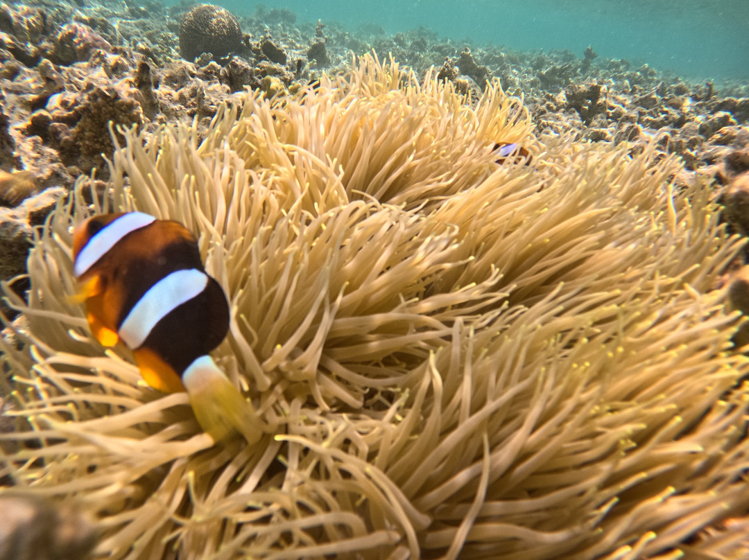 Menjangan Trip Snorkeling & Diving-Pejarakan必去景点