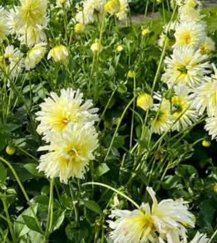 Arley Hall & Gardens-Northwich必去景点