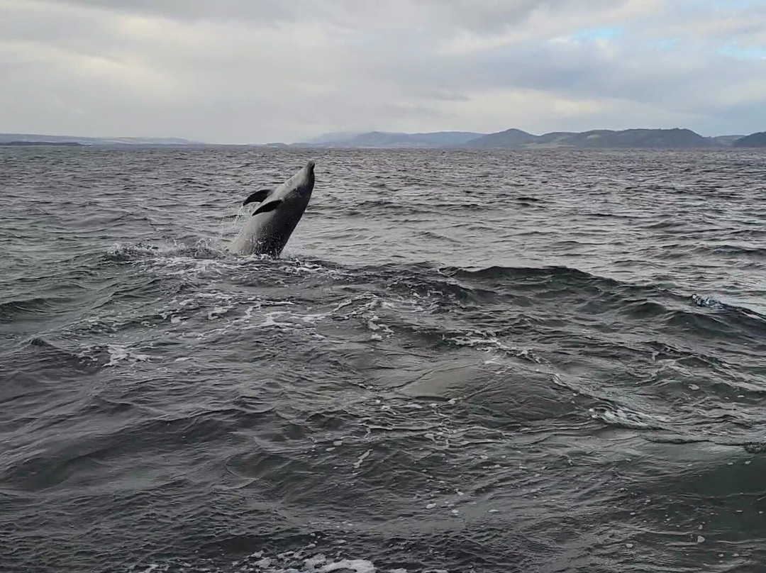 Dolphin Trips Avoch-Avoch必去景点