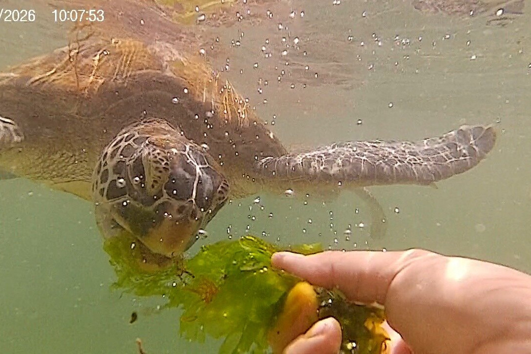 Mnarani Marine Turtles Conservation Pond-孥归必去景点
