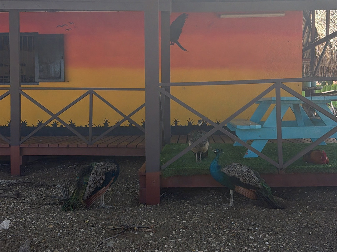 Curacao Ostrich Farm-库拉索必去景点