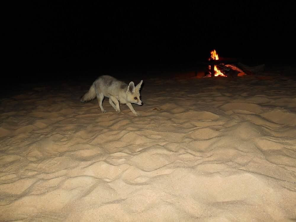 Giza Governorate旅游景点-Bahariya Oasis Desert