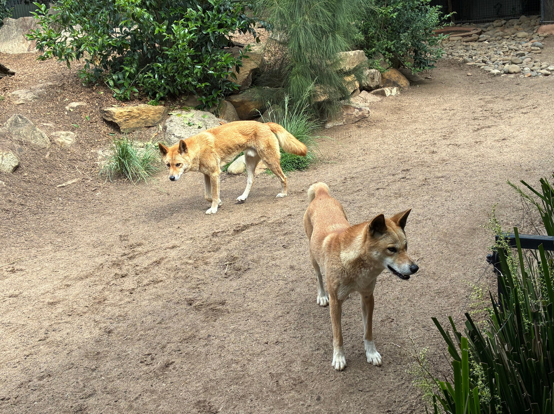 Featherdale Sydney Wildlife Park-Doonside必去景点