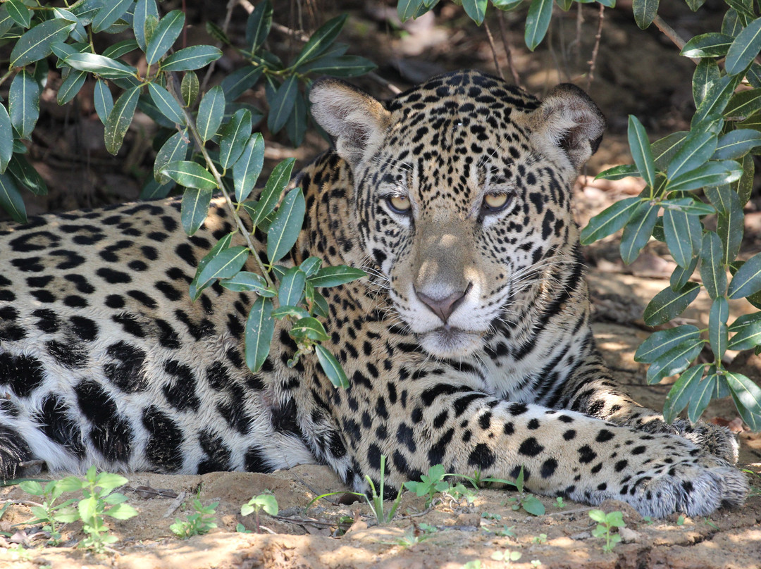 Journey With Jaguars-Porto Jofre必去景点