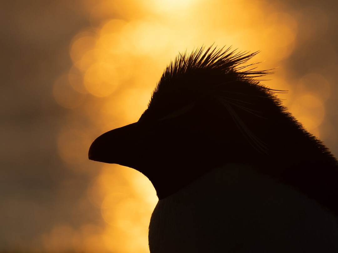 Bleaker Island-East Falkland必去景点