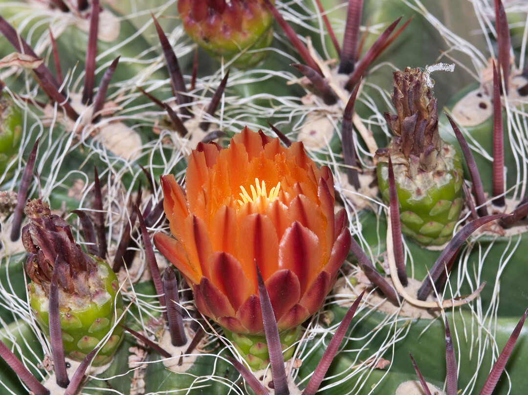 The Living Desert Zoo and Gardens