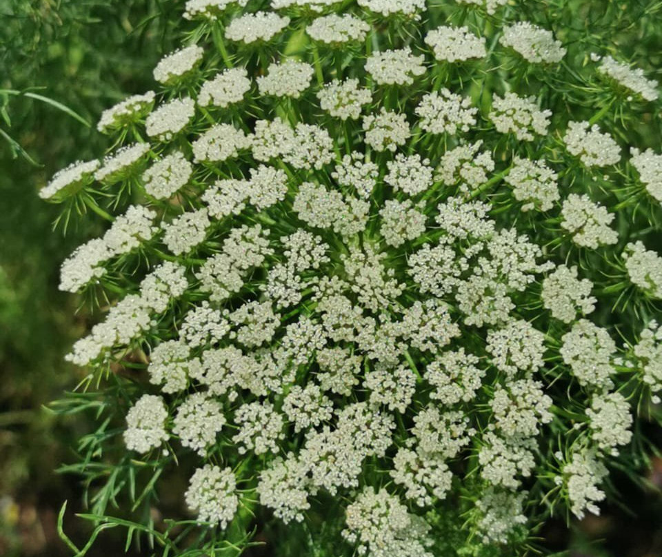 Baris Monger-克拉伦斯必去景点