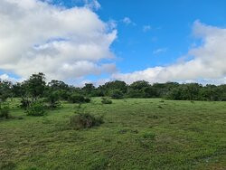 Wilpattu National Park景点图片