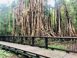 Cathedral Fig Tree-Yungaburra必去景点