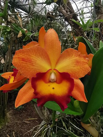 Raffeiner Orchideenwelt景点图片