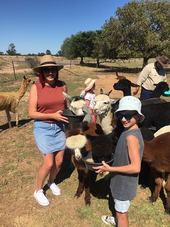 Quentin Park Alpacas & Studio Gallery-Tomingley必去景点
