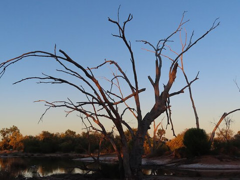 Bowra Wildlife Sanctuary-Cunnamulla必去景点