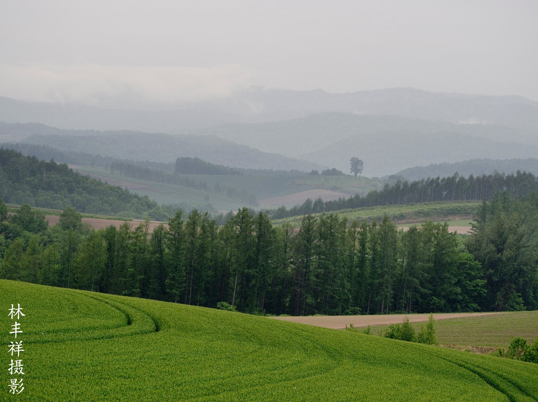 Biei Farm景点图片