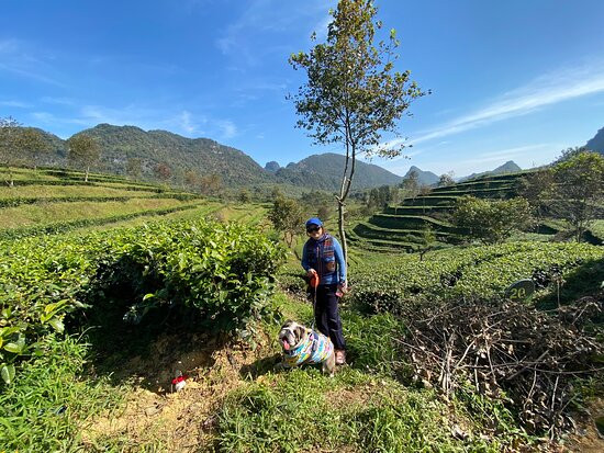 英德茶叶世界景点图片