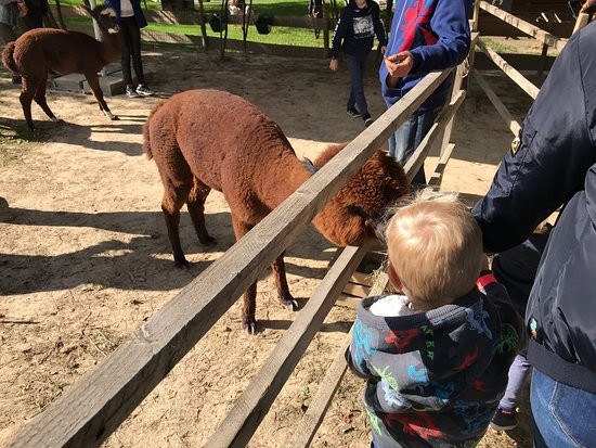 Alpaca Home景点图片