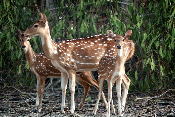 Sundarbans景点图片