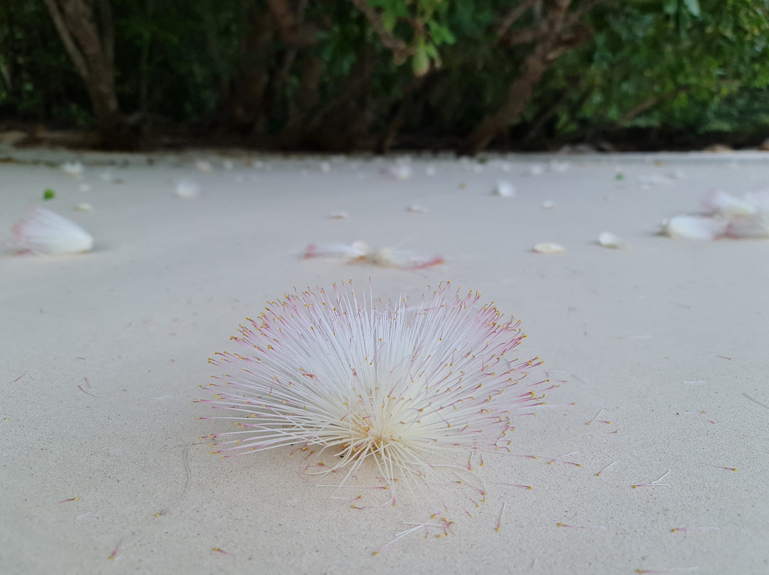 Mai Ngam Beach景点图片