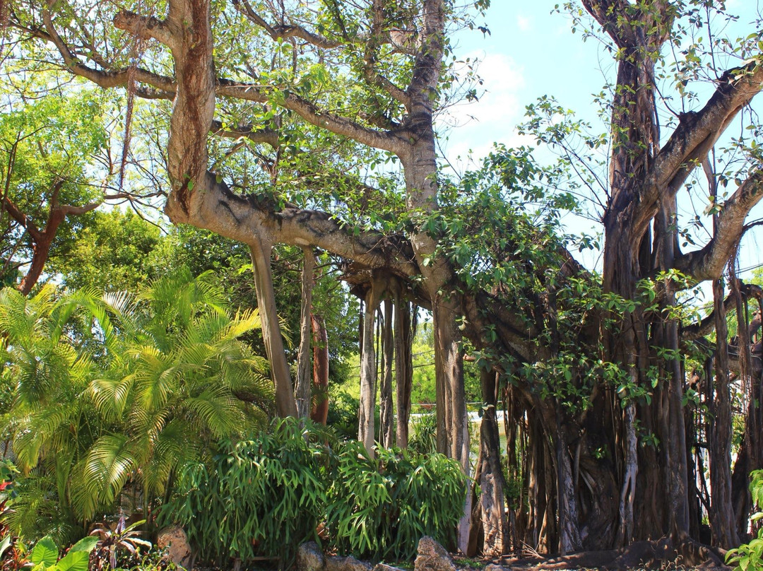 The Banyan Tree景点图片