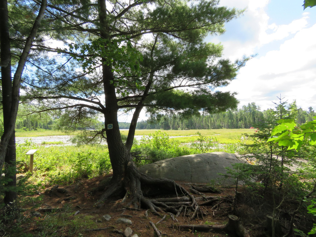 Marten River Provincial Park景点图片