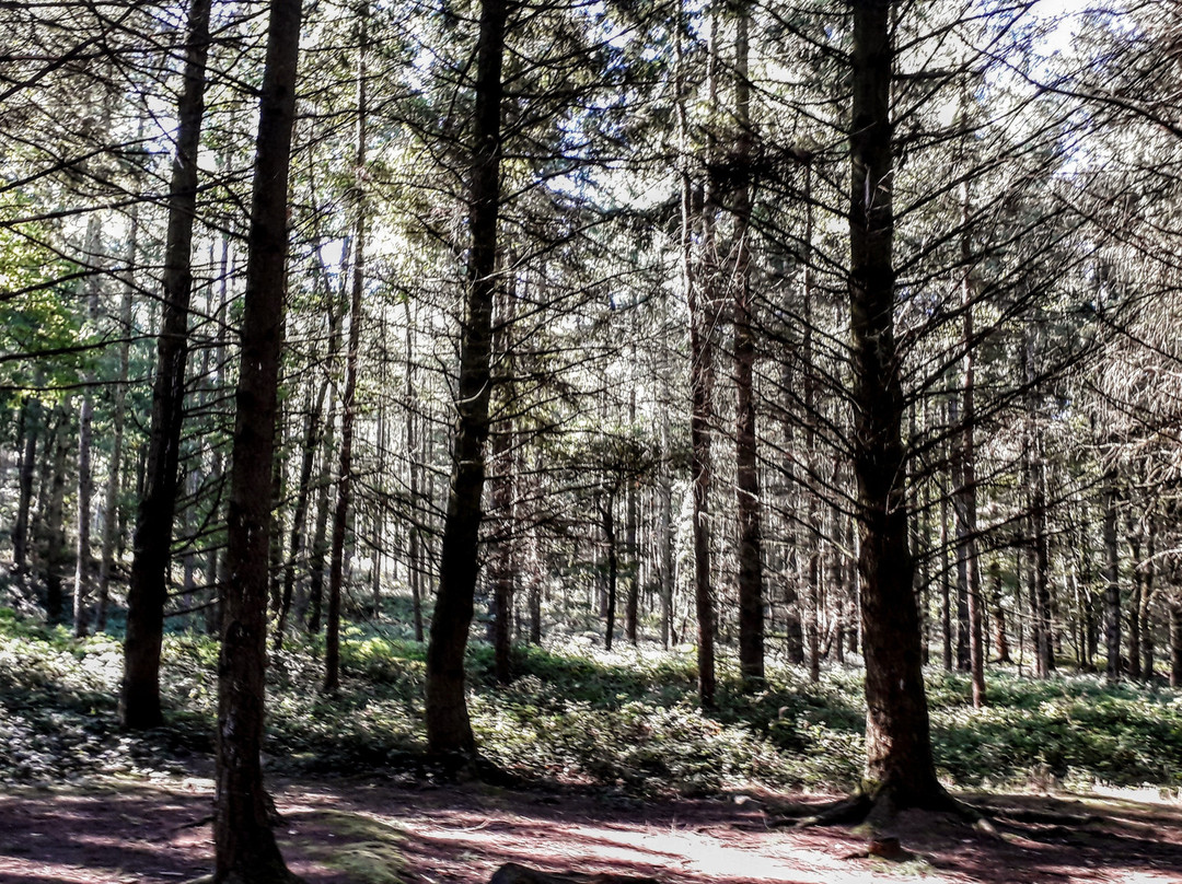 Wyre Forest景点图片