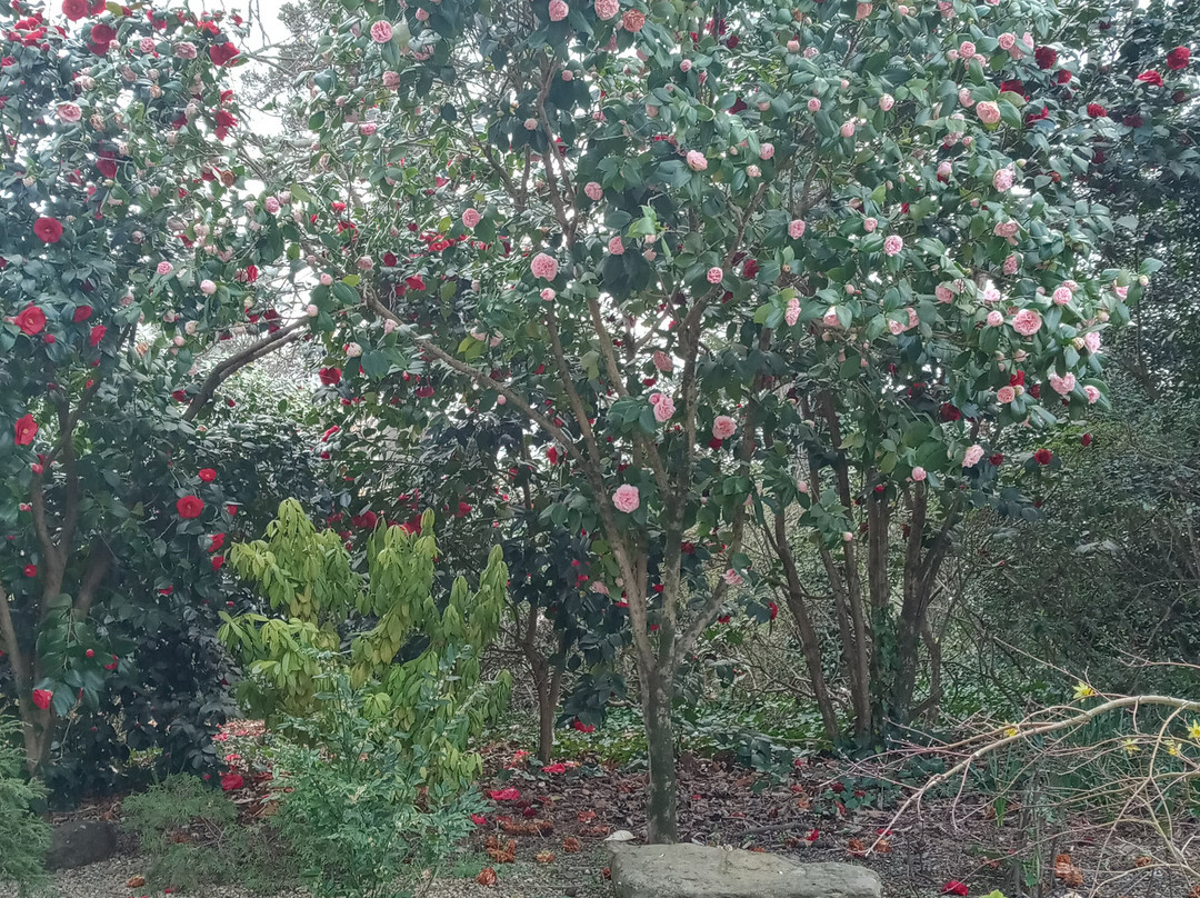 Tanger Family Bicentennial Garden景点图片
