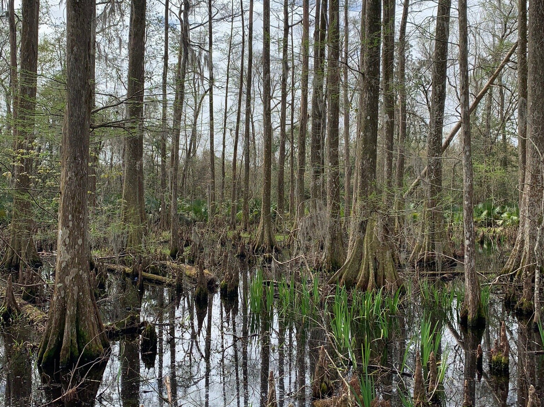 Palmetto Island State Park景点图片