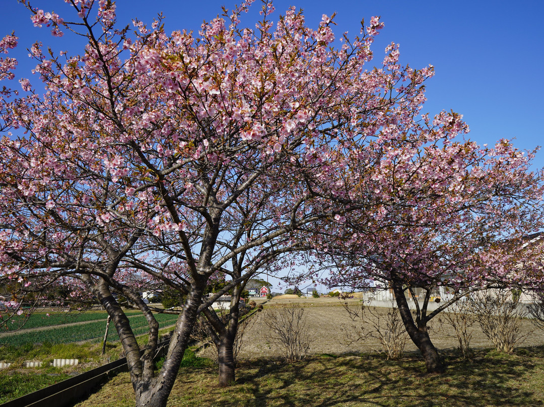 Shirakocho Hana no Hiroba-白子町必去景点