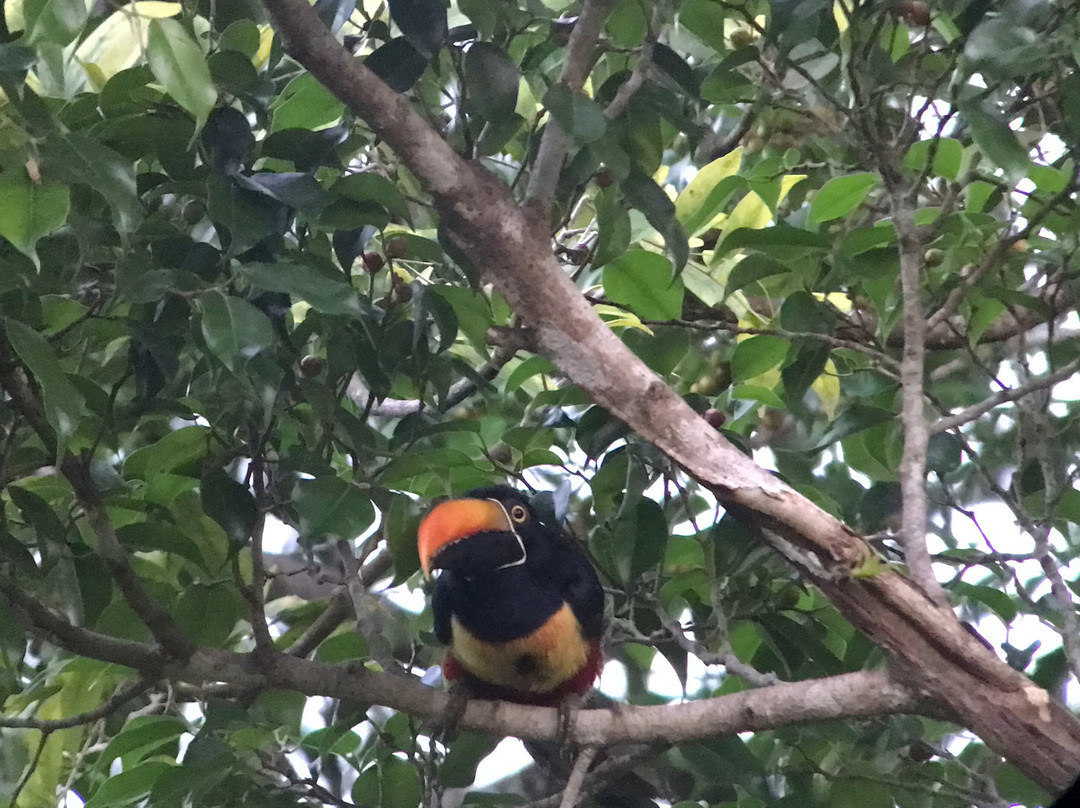 Osa Safari景点图片