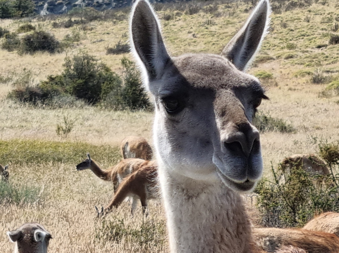 X-Plore Patagonia-纳塔莱斯港必去景点