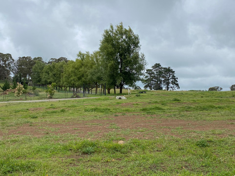 Deano's Springwater Smoked Trout