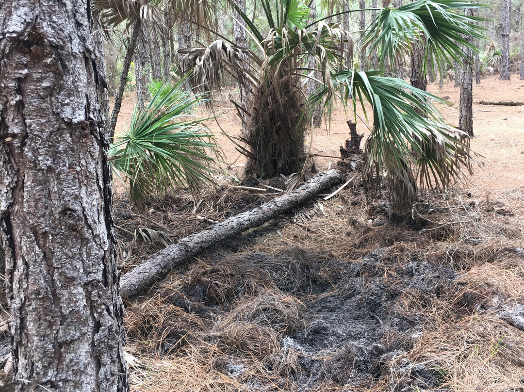 Myakka State Forest-恩格尔伍德必去景点