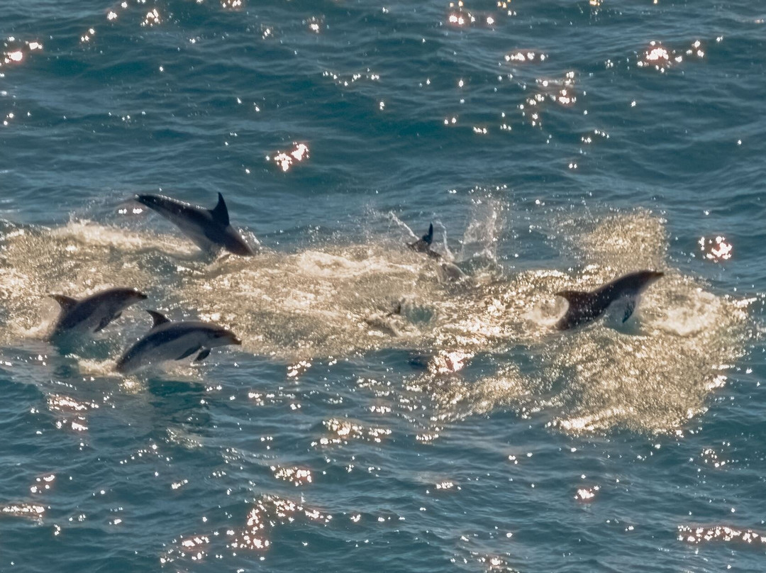 Table Cape Lighthouse Tours-温耶德必去景点