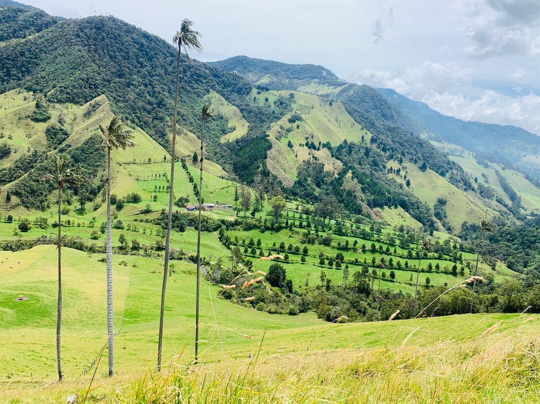 Cocoratours Valle de cocora-萨伦托必去景点