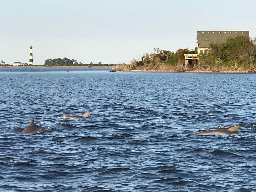 Safari Dolphin Tours-纳格斯海德必去景点