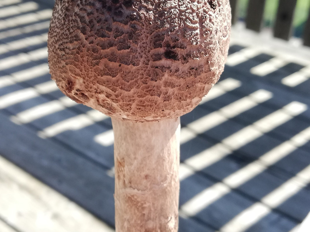 Wipfelwanderweg Rachau-Sankt Margarethen bei Knittelfeld必去景点