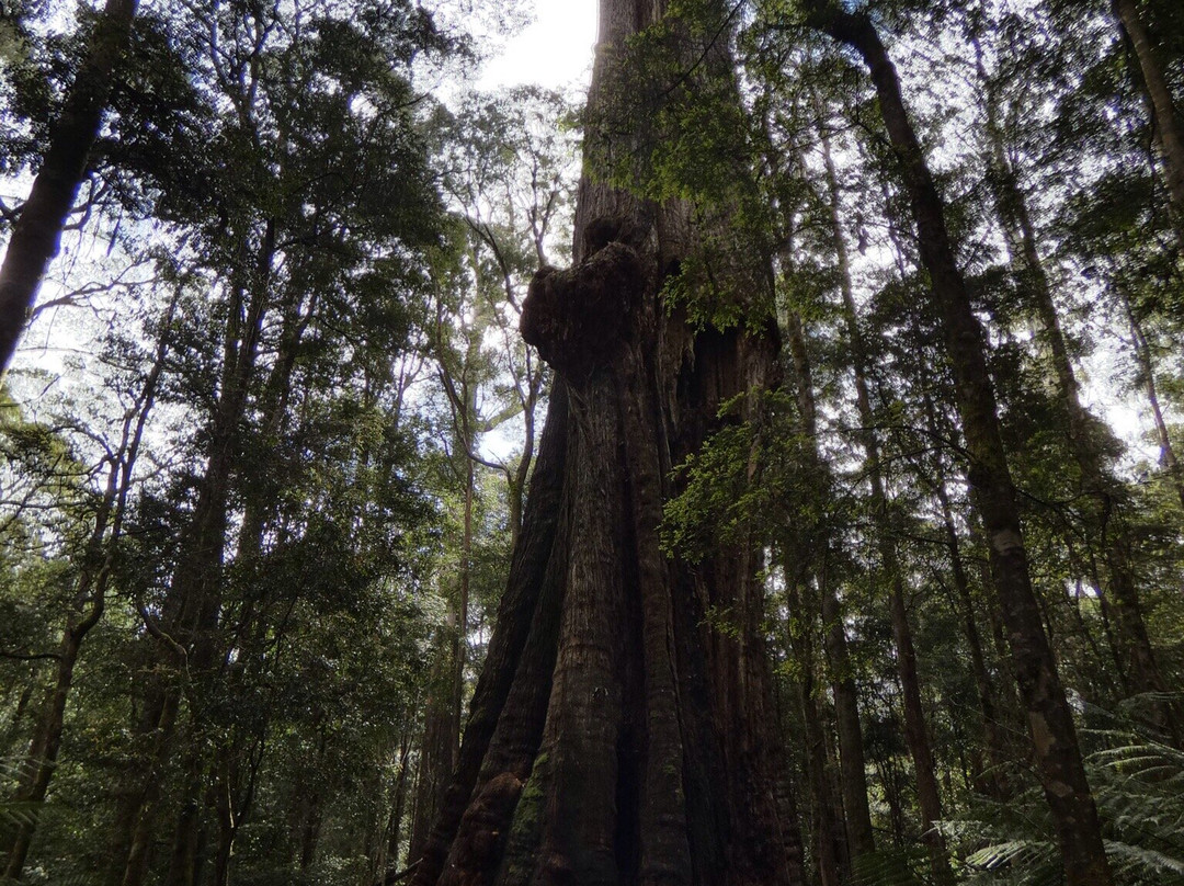 The Big Tree-Mawbanna必去景点