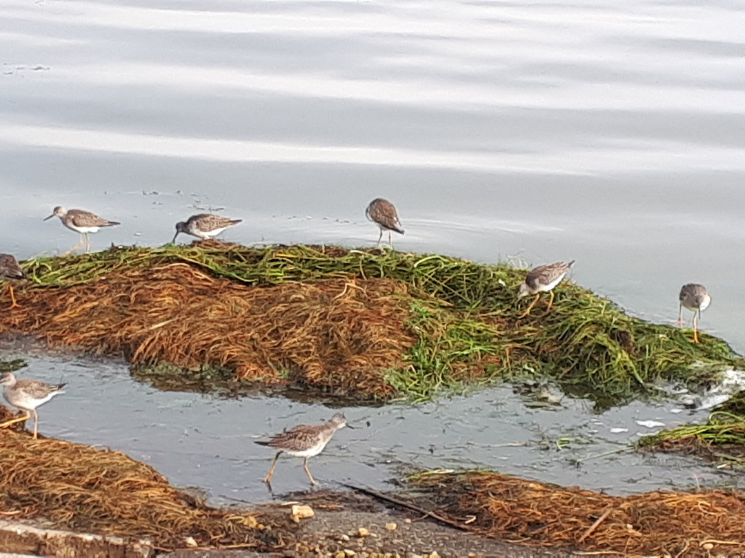 Saskatoon Island Provincial Park景点图片