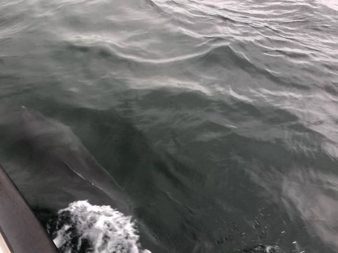 Dolphin Discovery-Kilrush必去景点