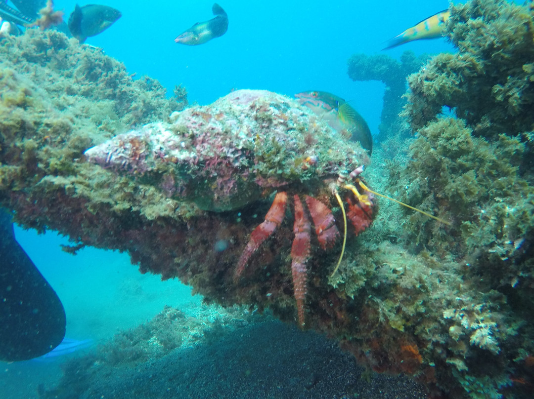 Deep Blue Azores Diving Center-亚速尔群岛英雄港中心区必去景点