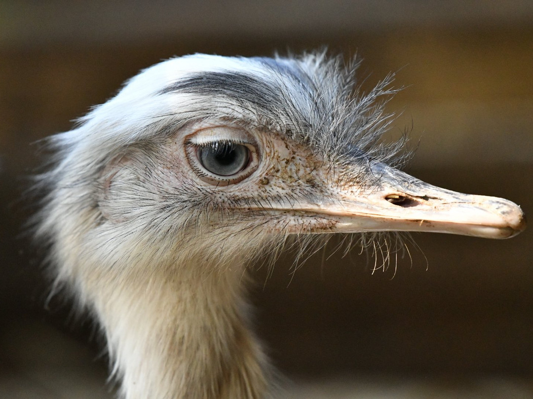Vogelpark Turnersee-Sankt Primus必去景点