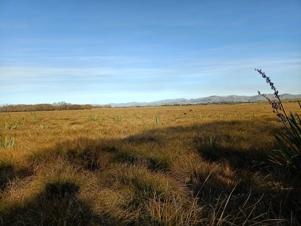 Travis Wetland-基督城必去景点