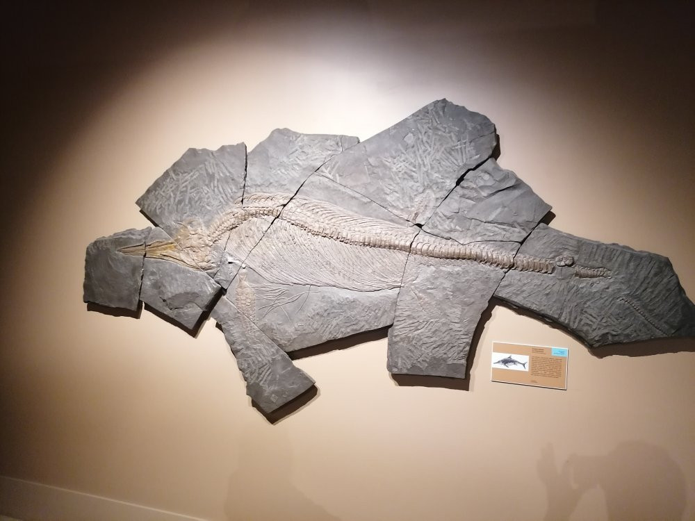 Muséum de Grenoble-格勒诺布尔必去景点
