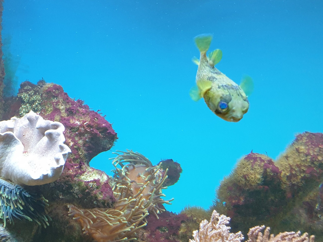 Marine Flora and Fauna Museum景点图片