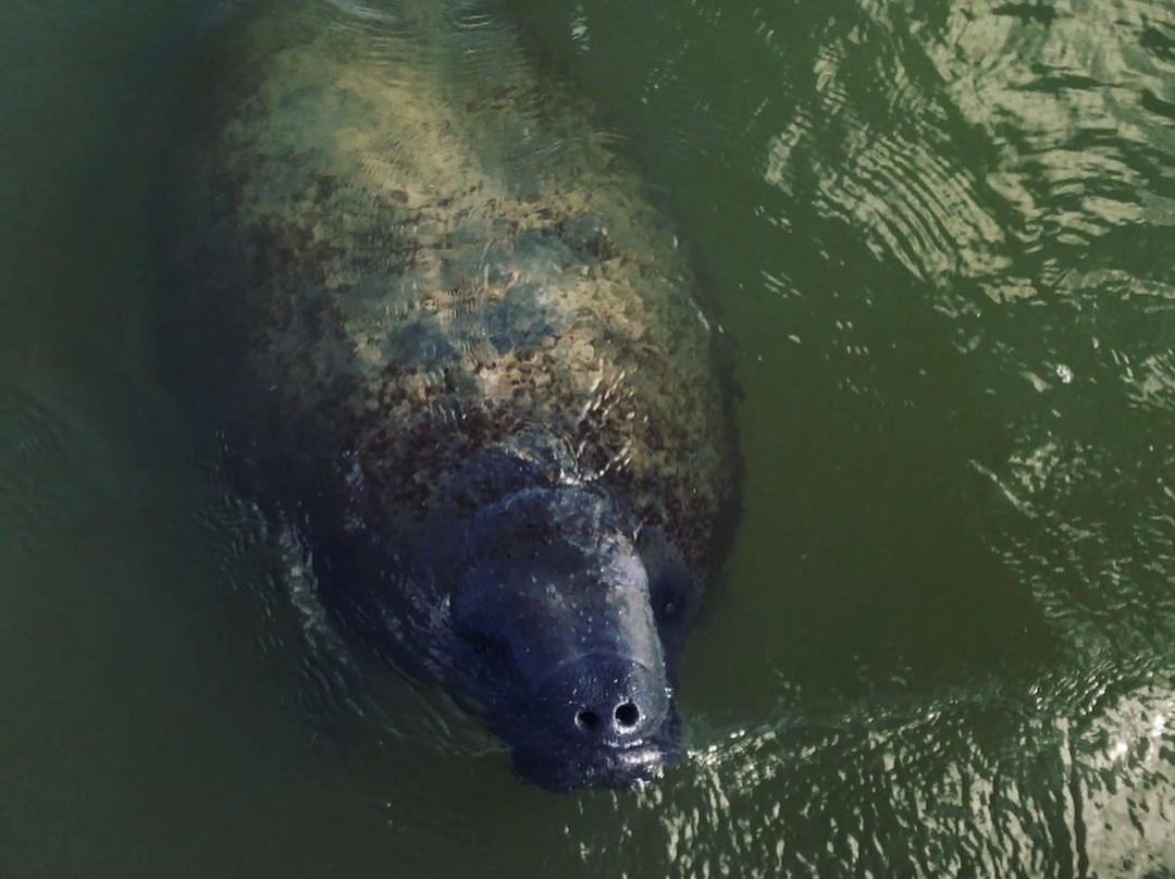 Paddleboard Adventures-Boca Grande必去景点