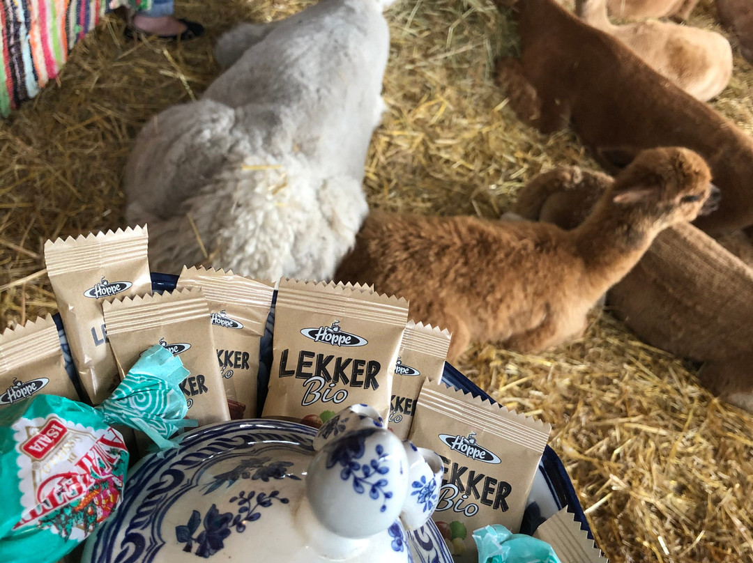 Alpaca Boerderij-Lemelerveld必去景点
