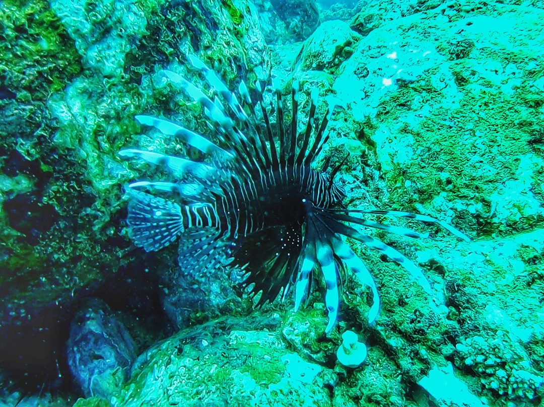 Scuba Safaris Trincomalee-Trincomalee必去景点