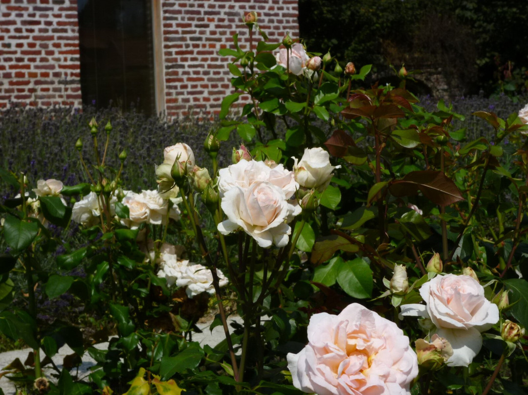 De Mankemerrie主图