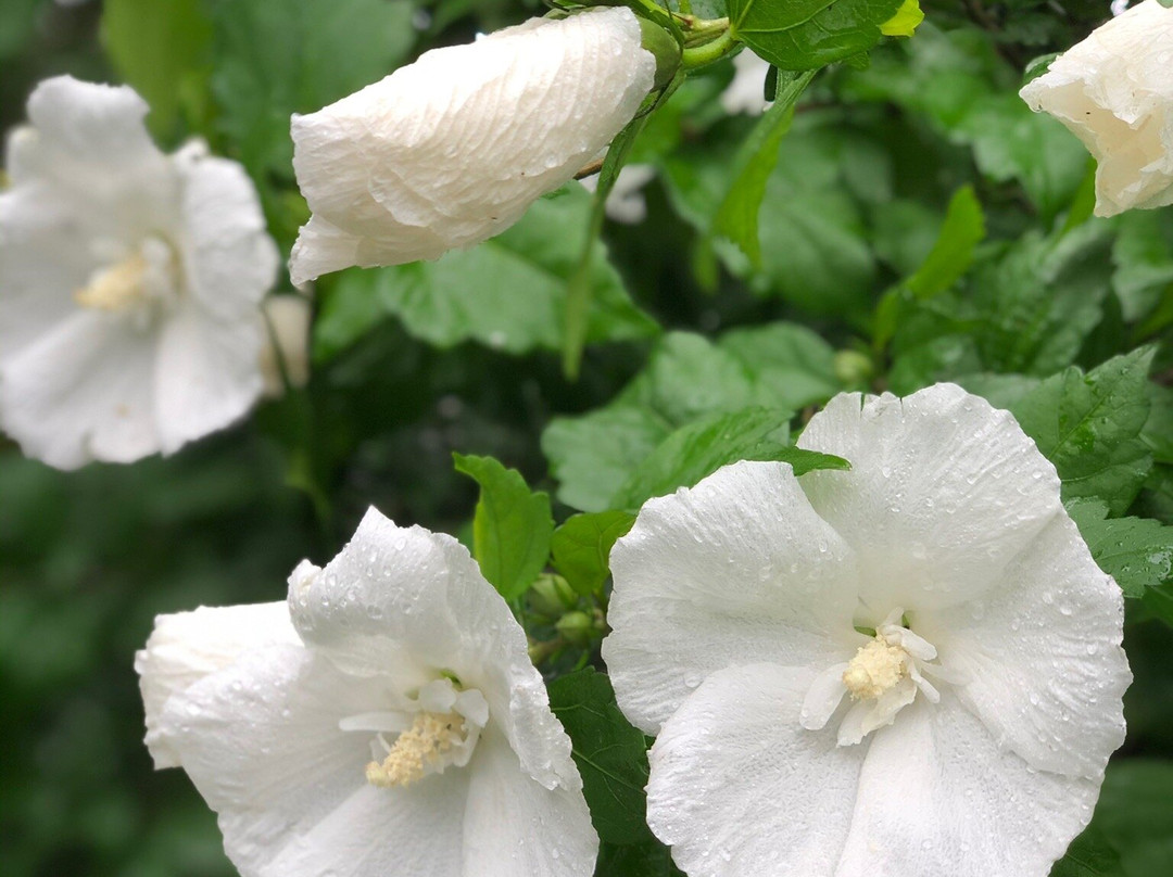 Clematis no Oka景点图片