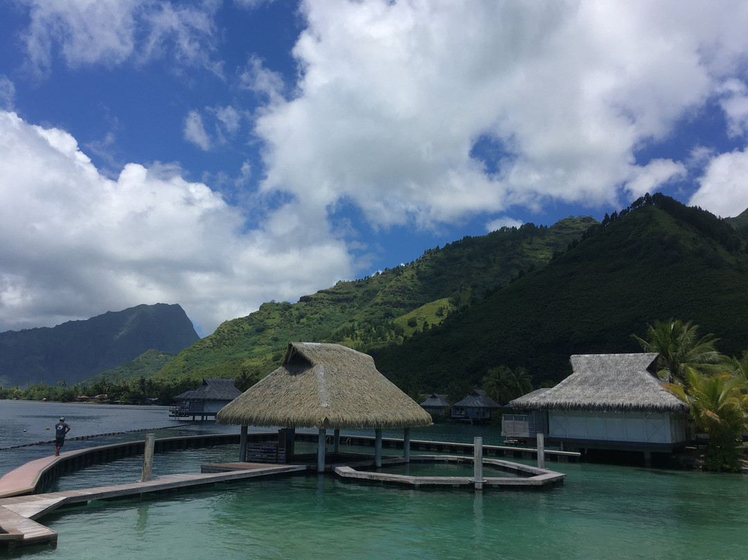 Moorea Dolphin Center-莫雷阿岛必去景点