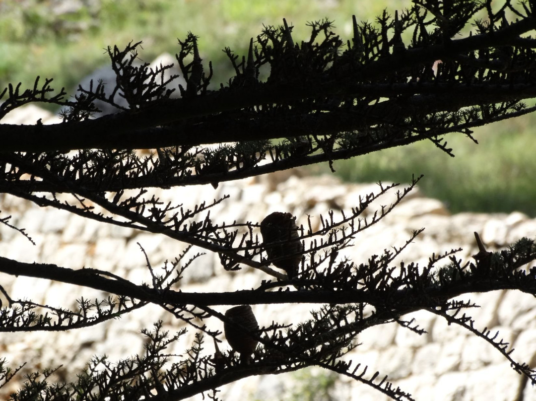 The Cedars of God-Bcharre必去景点